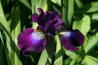 Iris sibirica 'Berlin Purple Wine' Schwertlilie Wieseniris Topf Sachsen-Anhalt - Magdeburg Vorschau