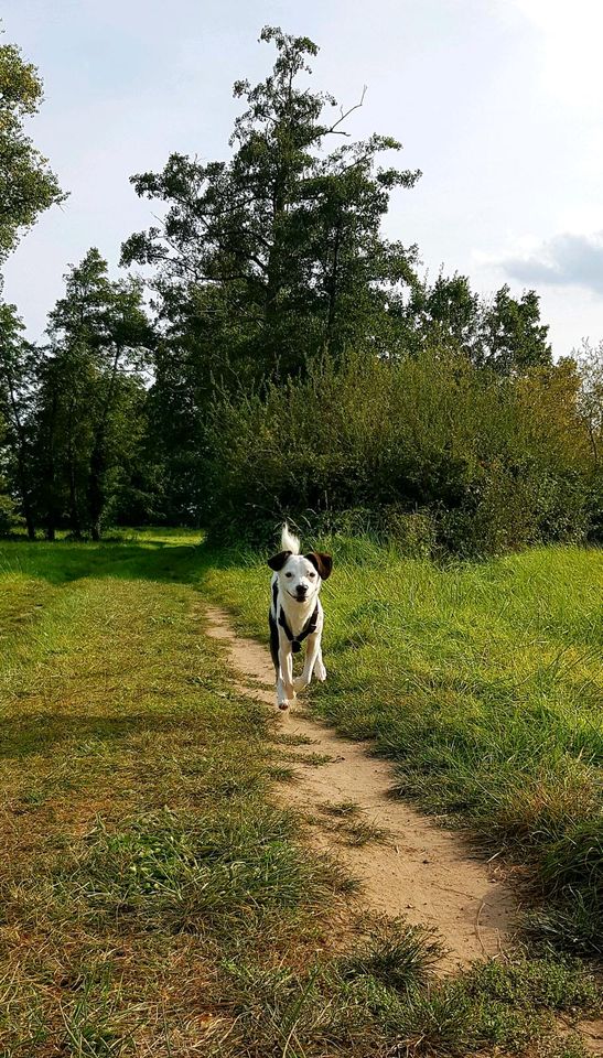 Gassigeher / Hundesitting gesucht in Böhl-Iggelheim