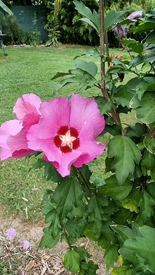 Gartenhibiskus lila oder pink, Eibisch in Zettlitz bei Rochlitz