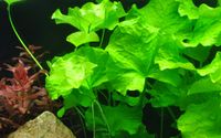 Nymphoides hydrophylla 'Taiwan' submers/Topf/in-Vitro ab 3,00€ Niedersachsen - Selsingen Vorschau