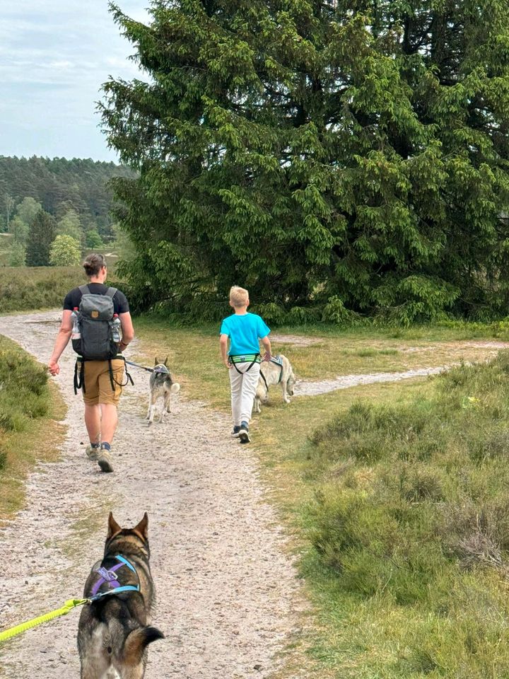 Husky Erlebnis Wanderung in Engelschoff