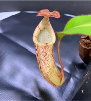 Nepenthes burbidgeae x veitchii BE-3723 Baden-Württemberg - Weinheim Vorschau