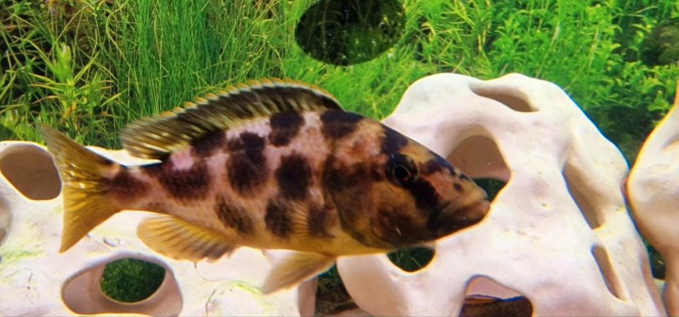 Giraffenbuntbarsch  Nimbochromis  Livingstonii XXL Zuchtgruppe in Sattelmühle