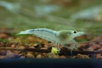 White Ghost Pinto Caridina Garnele DNZ (keine Bee) Baden-Württemberg - Dürnau Vorschau