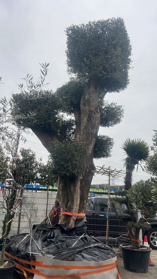 Olivenbaum Olea europea winterhart in Altlußheim