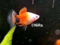 Platy ❌️  Red Top Micky Mouse ❌️ Aquariumfische Fische Nordrhein-Westfalen - Bocholt Vorschau