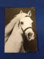 Pferdepostkarte England Welsh Pony Sally Anne Thompson Bremen-Mitte - Bremen Altstadt Vorschau