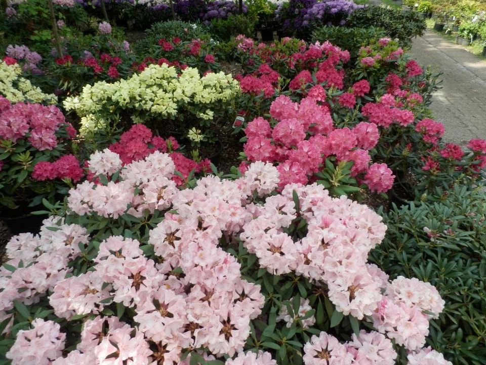 Rhododendron versch. Farben/ Sorten große Auswahl in Ottersberg