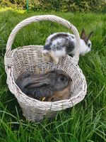Noch 3 junge Kaninchen Parchim - Landkreis - Sternberg Vorschau