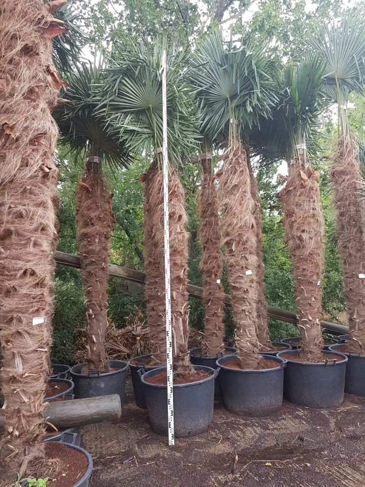 Winterharte Palmen Hanfpalme Trachycarpus Fortunei, Olivenbäume in Frankfurt am Main