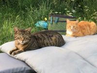 Vermisst in Remshagen/ Lindlar Kater Nordrhein-Westfalen - Gummersbach Vorschau