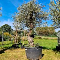 Olivenbaum Nr 1206 Olea europaea Bonsai Nordrhein-Westfalen - Delbrück Vorschau
