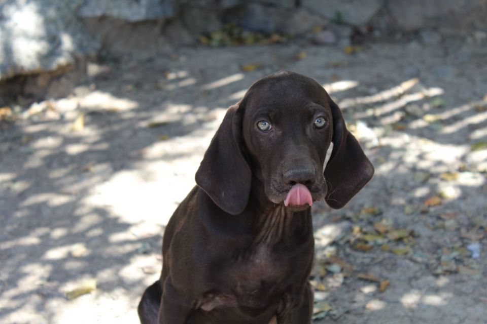 Lina Weimaraner Mix Welpe reserviert in Grebenstein