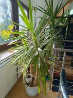 Yucca Palme, Doppelpflanze Sachsen-Anhalt - Droyßig Vorschau