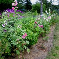 Bauern-/Naturgarten*Stockrosen-Samen*große Blüten*versch. Farben* Rosenthal am Rennsteig - Harra Vorschau