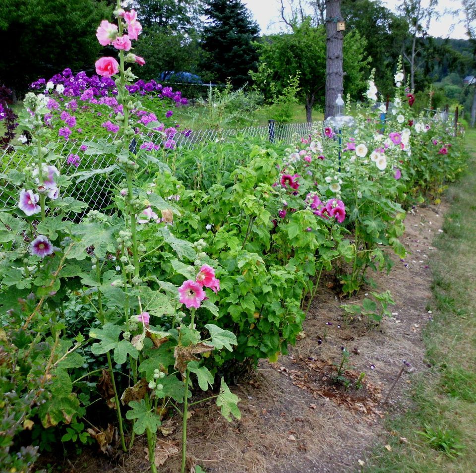 Bauern-/Naturgarten*Stockrosen-Samen*große Blüten*versch. Farben* in Harra
