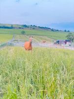 Offenstall - auch für Allergiker Rehe Asthma EMS etc. geeignet Rheinland-Pfalz - Wolfsheim Vorschau