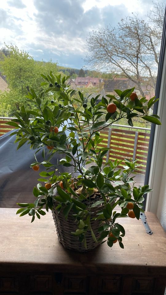 Orangenbaum essbar mit übertopf in Eppingen