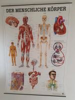 Anatomieposter, Der Menschliche Körper, Abbildung Medizin Harburg - Hamburg Eißendorf Vorschau