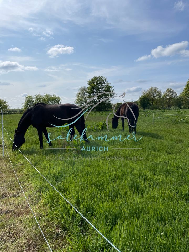 Kur und Weideplätze an der Nordsee ‼️ in Aurich