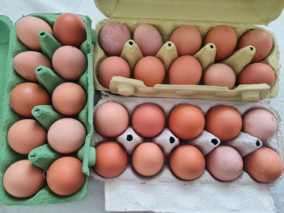 Verkaufe Eier in Neustrelitz