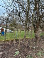 Wilde Zwetschgenbäume Hessen - Rimbach Vorschau