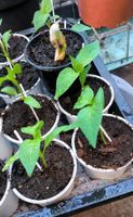 Paprika jungpflanzen Niedersachsen - Duderstadt Vorschau