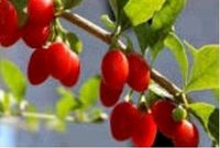 5x Goji Beeren Pflanzen Glücksbeeren im Topf Rheinland-Pfalz - Odenbach Vorschau