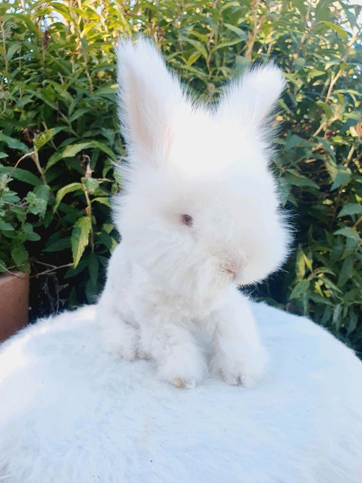 Englische English Angorakaninchen Hase Minilop Teddy Löwenköpf in Neustadt