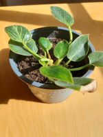 Philodendron Birkin Nordrhein-Westfalen - Olpe Vorschau