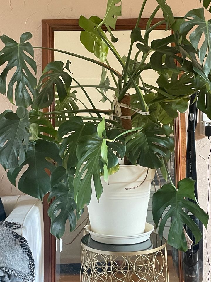 Monstera gross in Gäufelden