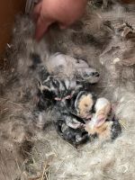 Zwergkaninchen Babys Niedersachsen - Elbe Vorschau