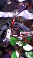 New ⭐❤ Dark Paris ❤⭐ Rare Bucephalandra Aquarium Garnelen Nano Freiburg im Breisgau - March Vorschau