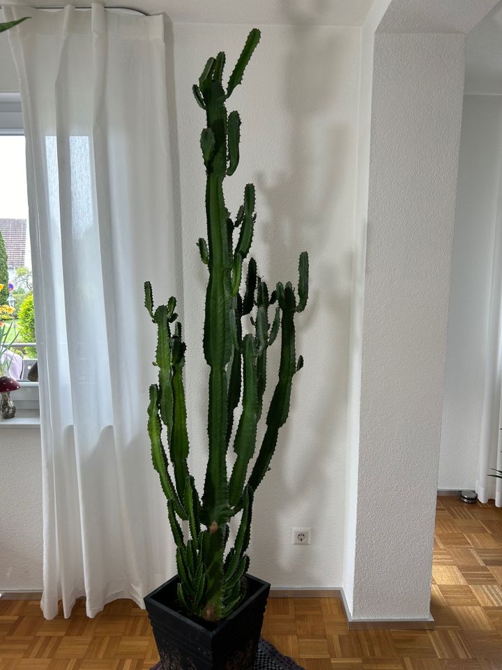 Imposanter Westernkaktus Euphorbia Wolfsmilch XXL in Horb am Neckar