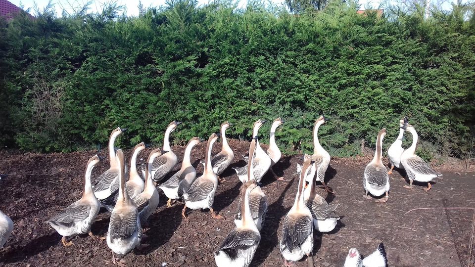 Höckergänse, Gänse, Gans, Ganter in Elbe-Parey