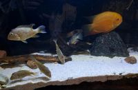 Geophagus steindachneri Thüringen - Zella-Mehlis Vorschau