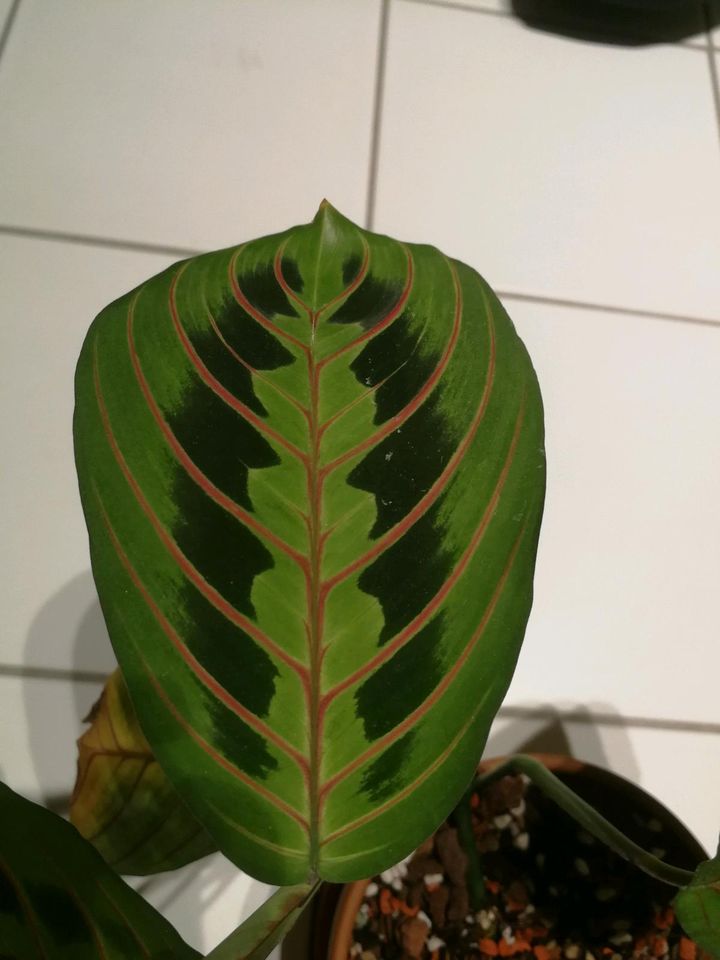 Maranta leuconeura 'Fascinator' aka 'Tricolor' aka 'Red Stripe in Euskirchen