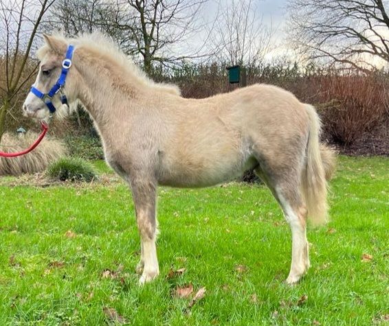Welsh A Pony - Stute in Wildeshausen