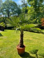 Winterharte Hanfpalme 200cm (Stamm ca. 70cm) für den Außenbereich Niedersachsen - Seevetal Vorschau