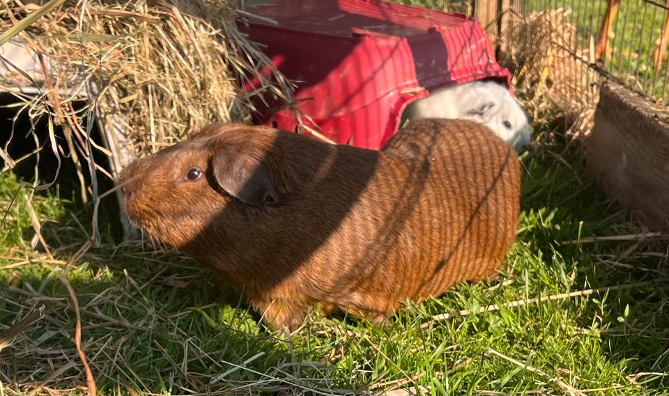 Cuy Meerschweinchen 2.100g ⭐️ ⭐️ ⭐️ in Klein Bünzow