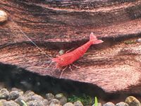 Blaue, rote und gelbe Garnelen/ getrennte Haltung (Neocaridina) Frankfurt am Main - Preungesheim Vorschau