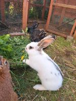 Junge zahme Kaninchen Hasen Stallhasen Rheinland-Pfalz - Rehe Vorschau