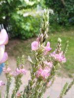 Blumen Samen Esparsette rosa Blüte Bienenweide Insektenweide Bayern - Neunkirchen a. Brand Vorschau