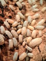 Armadillidium vulgare "magic potion" Isopod Zierasseln Bayern - Gerbrunn Vorschau