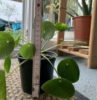 Ufopflanze | Zimmerpflanzen | Pilea peperomioides | Pflanzen Baden-Württemberg - Waldstetten Vorschau