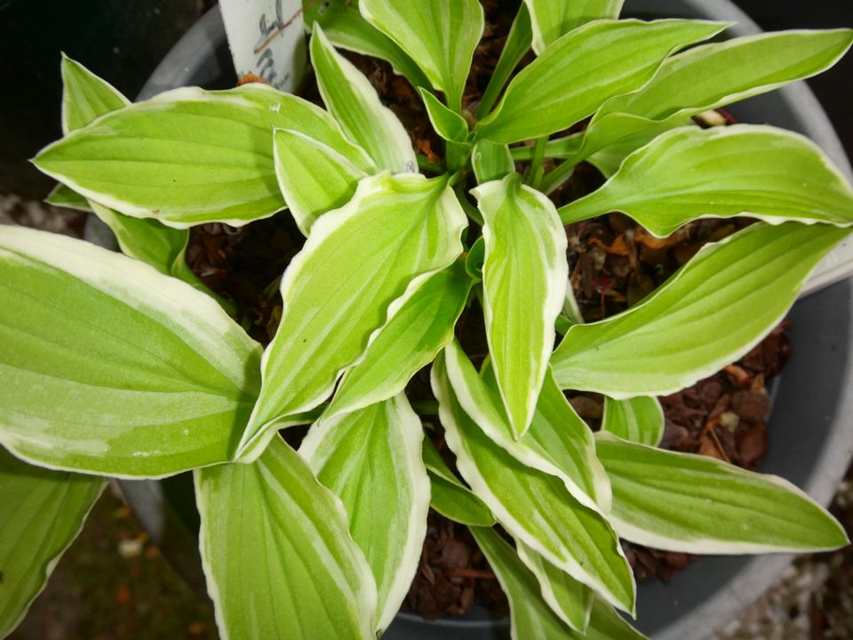 Hosta Mini Zwerg Funkie Lemon Frost hellgrüne Blätter weißer Rand in Bad Pyrmont