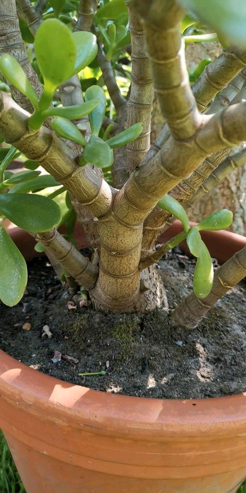 Crassula ovata Geldbaum Glücksbaum in Jülich