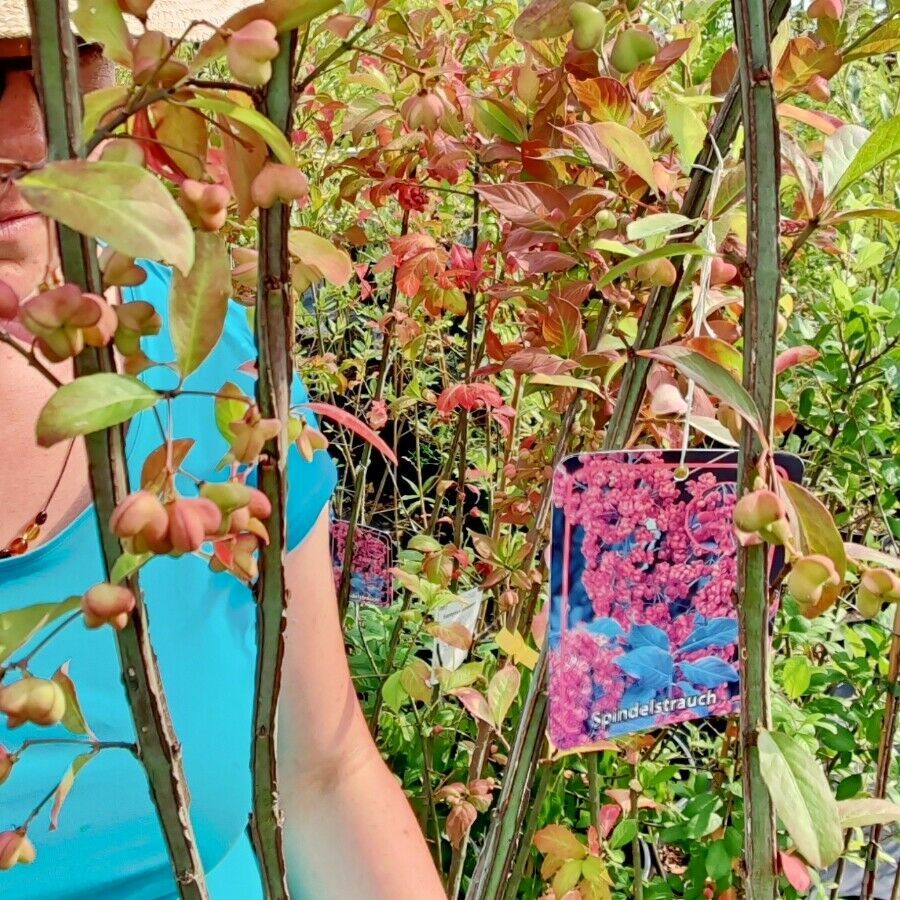 Pfaffenhut Spindelstrauch Euonymus europaeus heimisches Gehölz in Friesenhagen