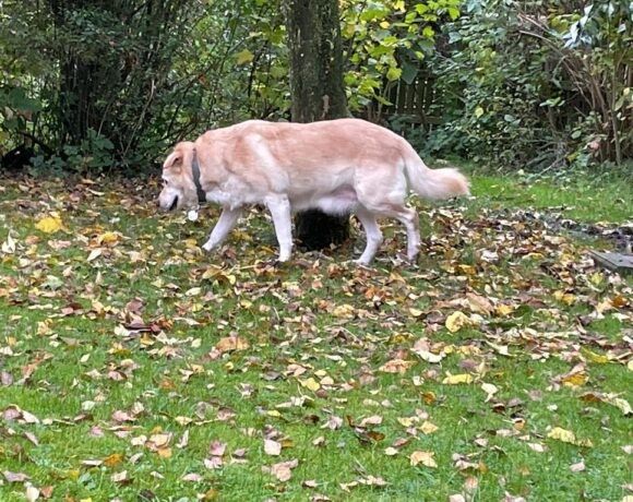 Lydia sucht ihr für immer zu Hause in Bad Laer