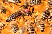 Carnica Bienen-Königinnen F0 und F1 aus 2024 Schleswig-Holstein - Bordesholm Vorschau